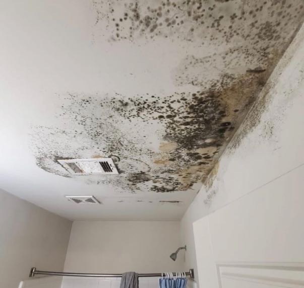 mould-perth-restoration