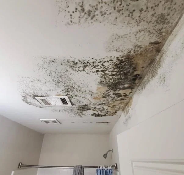mould-perth-restoration